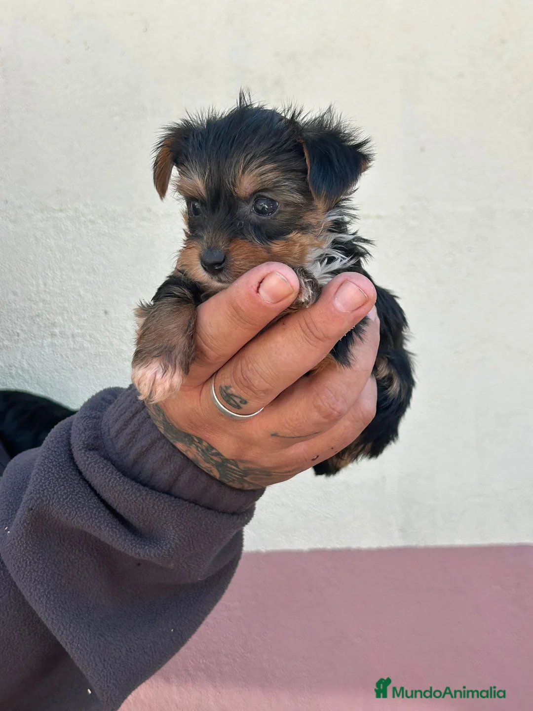 Yorkshire Terrier perros en venta: Yorkshire  - Anuncio 2