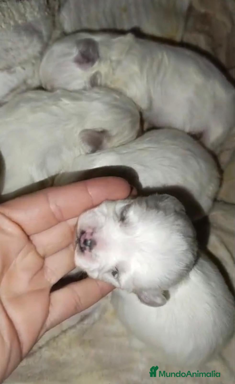 Bichón Maltés perros Bichon maltés toy  - Anuncio 2