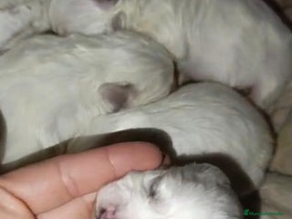 Bichón Maltés perros Bichon maltés toy - Anuncio 2