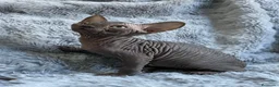 Sphynx gatos en venta: gatitos sphynx - Anuncio 3