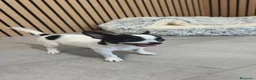 Chihuahua perros en venta: Chihuahua hembra preciosa  - Anuncio 6