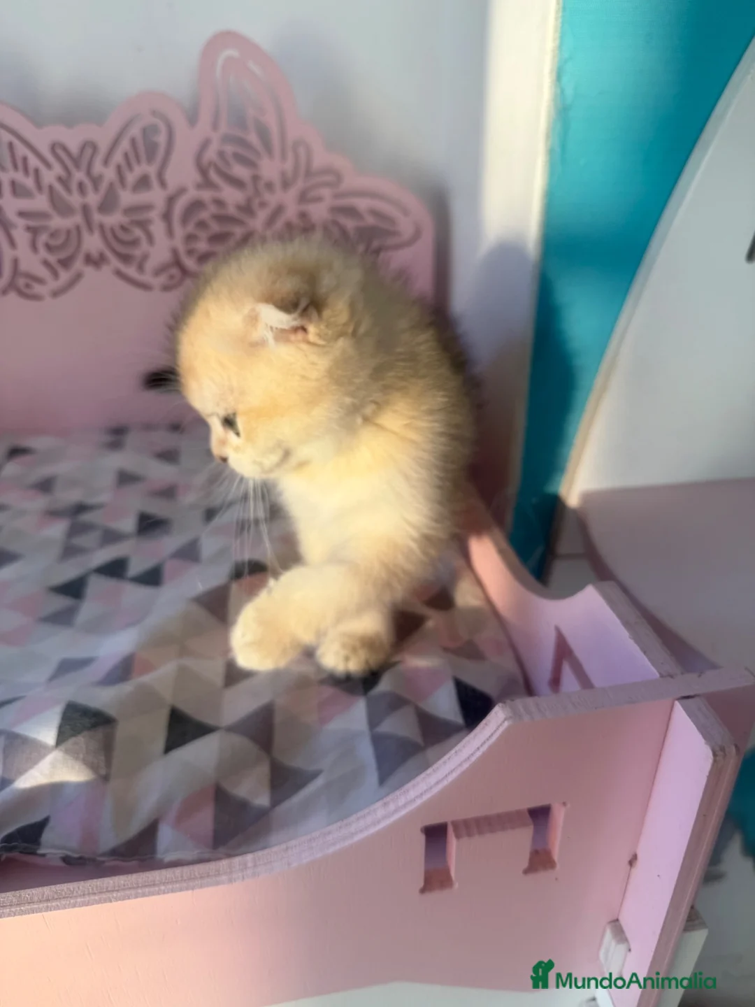 Scottish Fold gatos en venta: Scottish fold - Anuncio 4