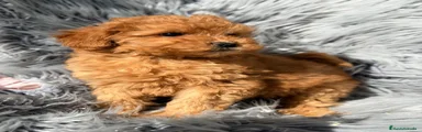 Maltipoo 1