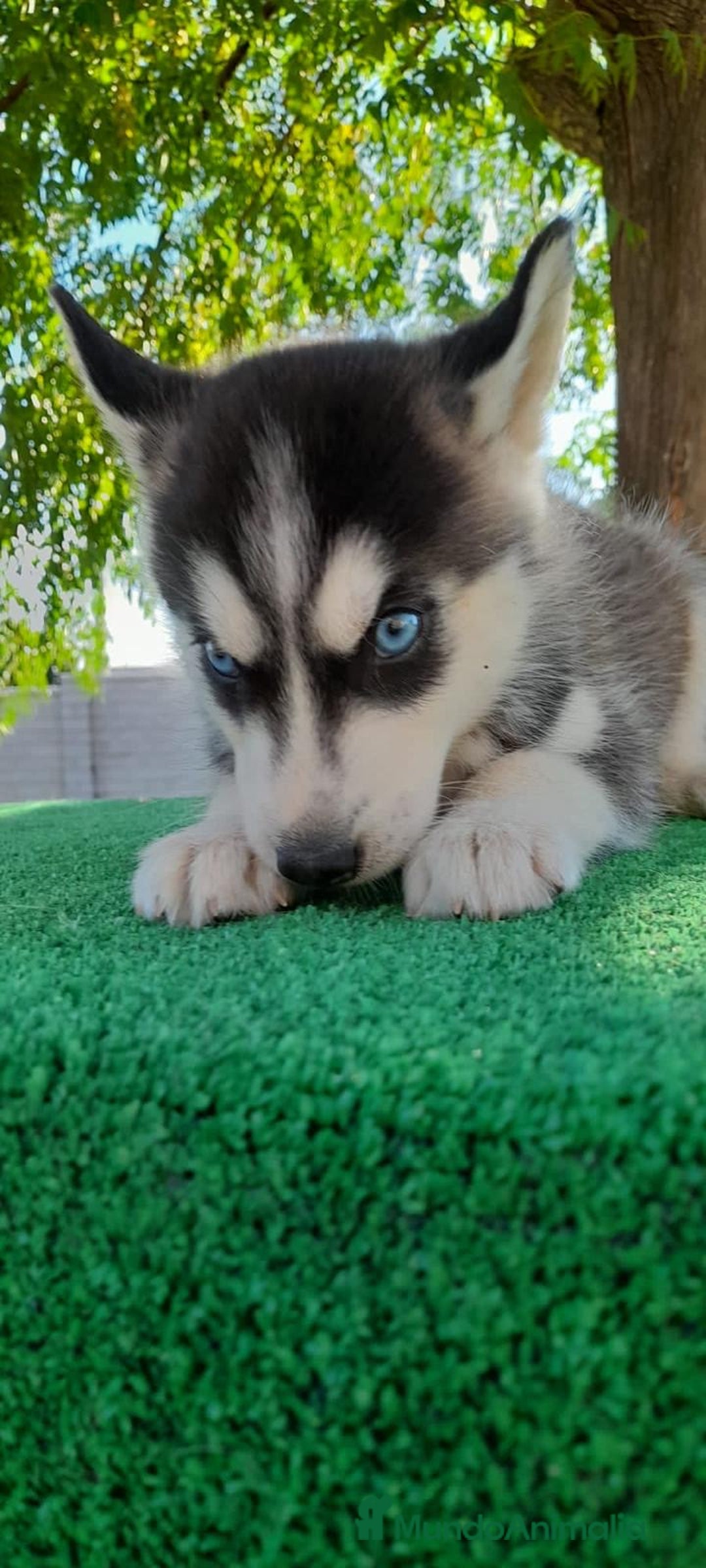 Husky Siberiano perros en venta: Cachorros de Husky Siberiano  - Anuncio 6
