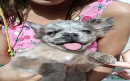 Bulldog Francés perros en venta: Bulldog francés flutty - Imagen 5
