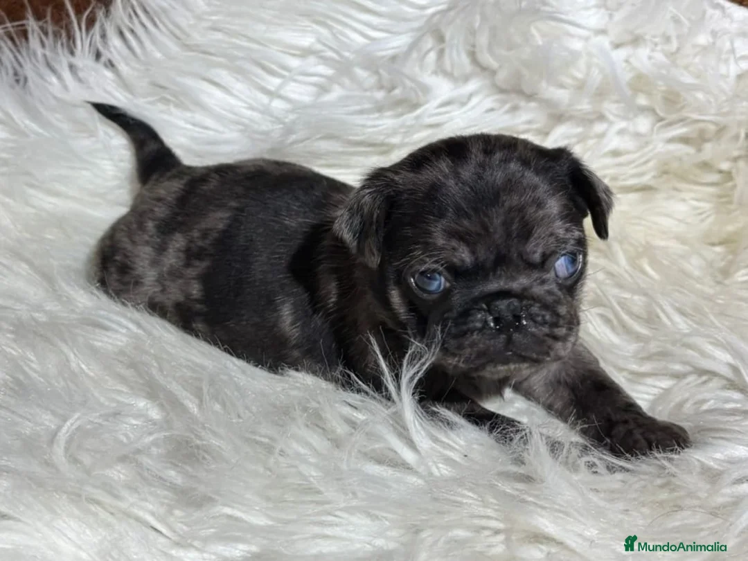 Carlino - Pug perros en venta: CARLINO MERLE - Anuncio 2