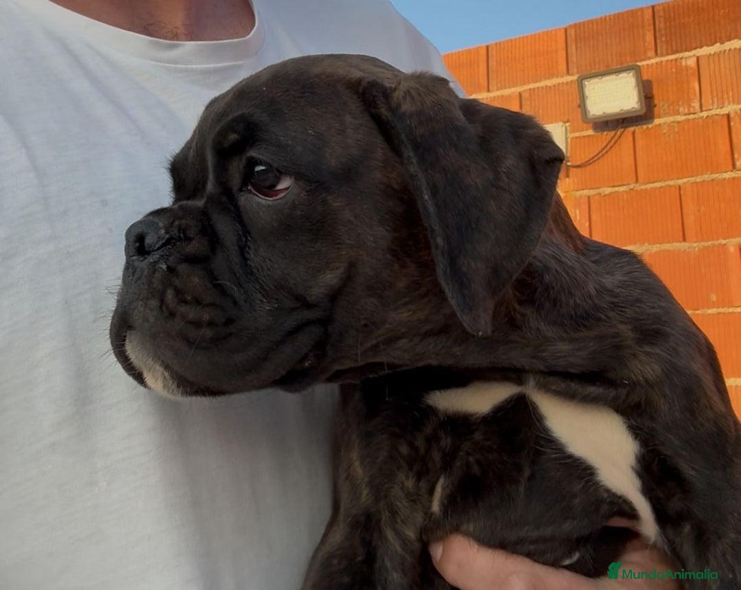 Boxer perros en venta: Boxer - Imagen 2