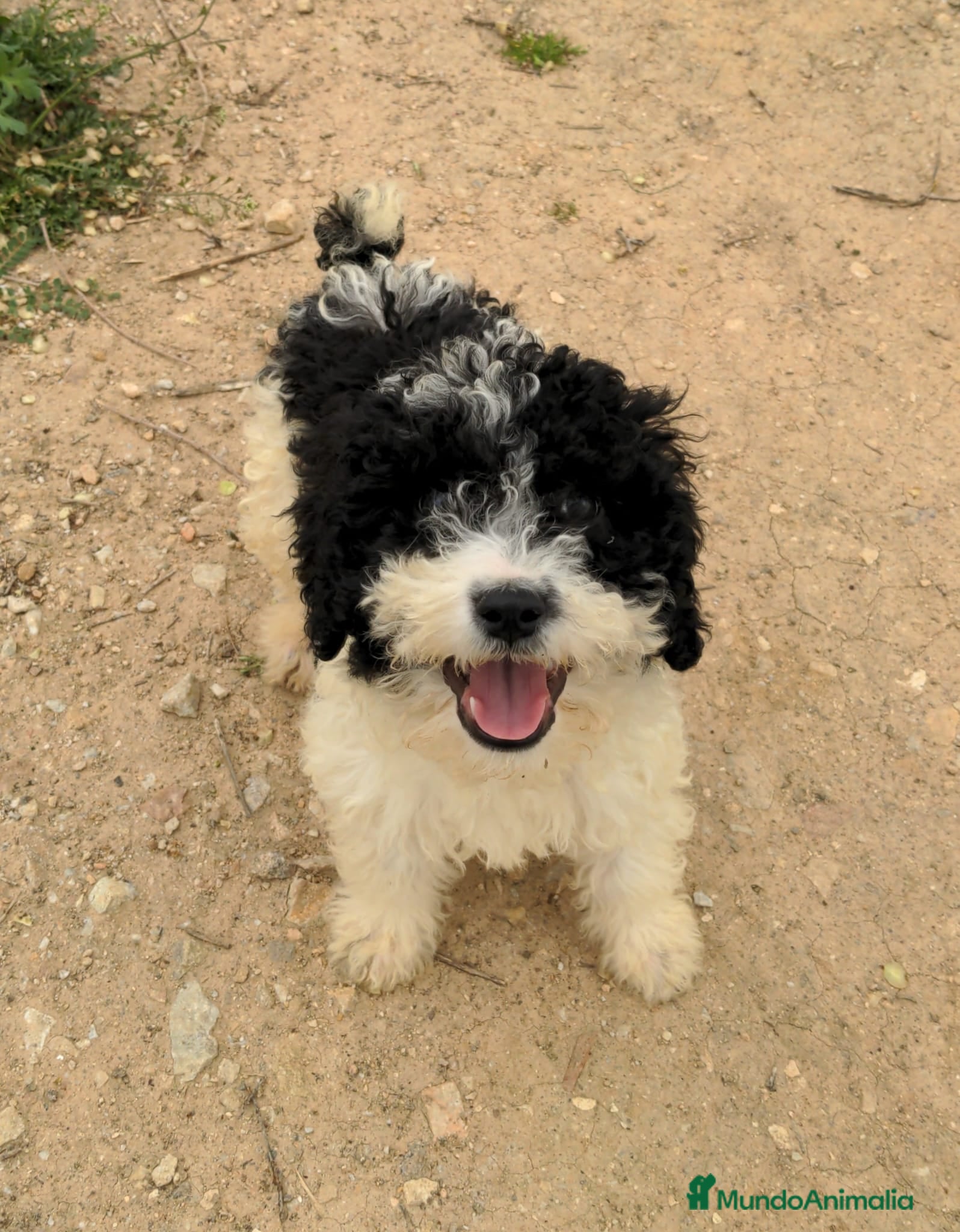 Perro de Agua Español perros Preciosos cachorros de perro de agua español - Anuncio 2
