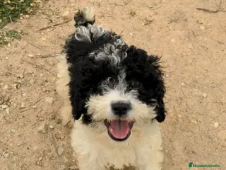 Perro de Agua Español perros Preciosos cachorros de perro de agua español - Anuncio 2