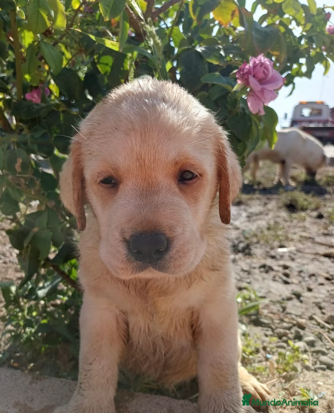 Labrador Retriever perros en venta: Labrador retriever 🐶🐾 en Málaga - Anuncio 1