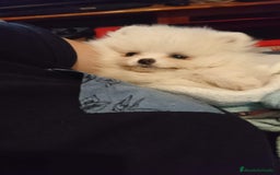 Pomerania perros en venta: Pomerania ositos exóticos 🩵🩵🩵 - Imagen 4