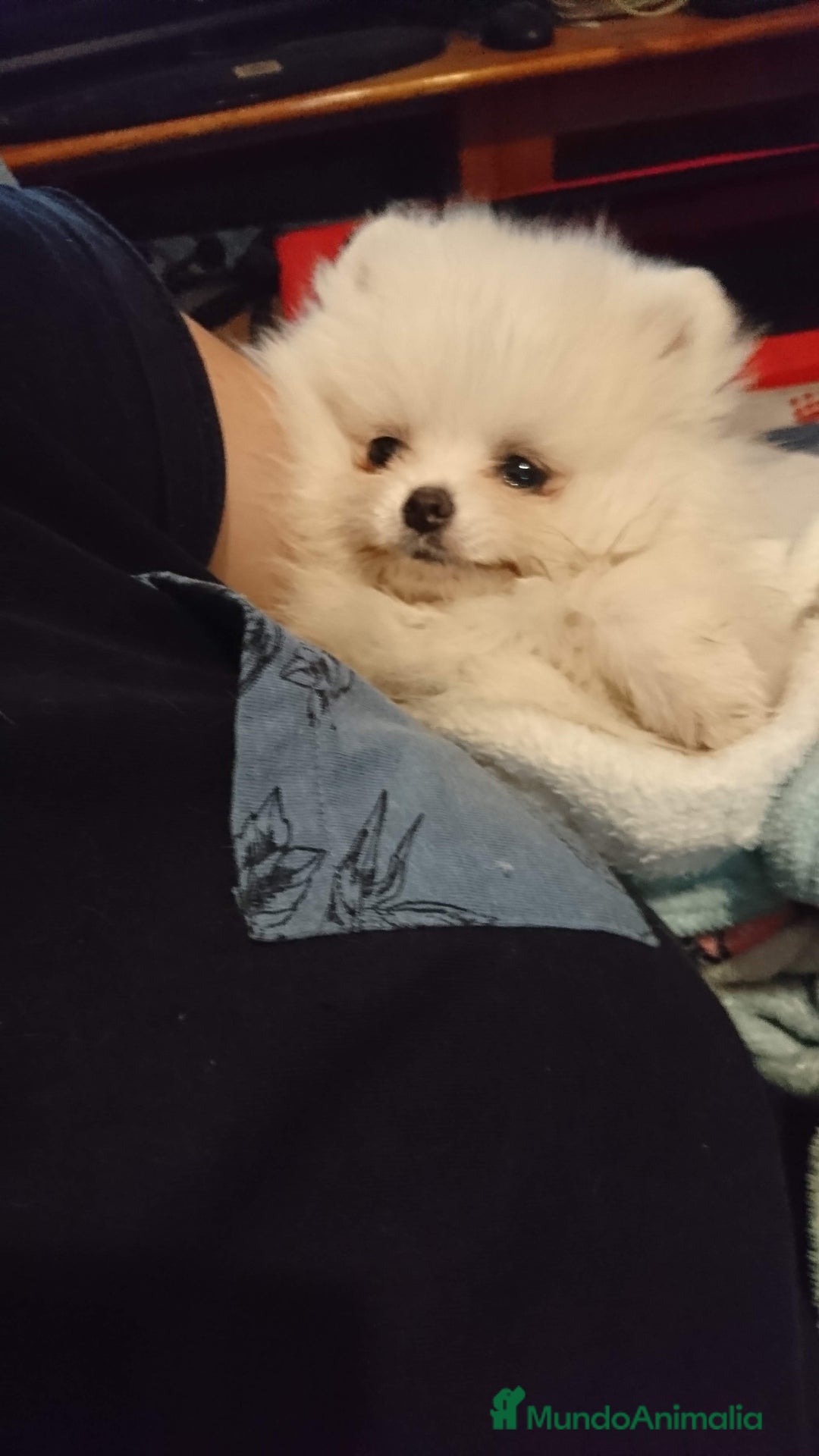Pomerania perros en venta: Pomerania ositos exóticos 🩵🩵🩵 - Imagen 4