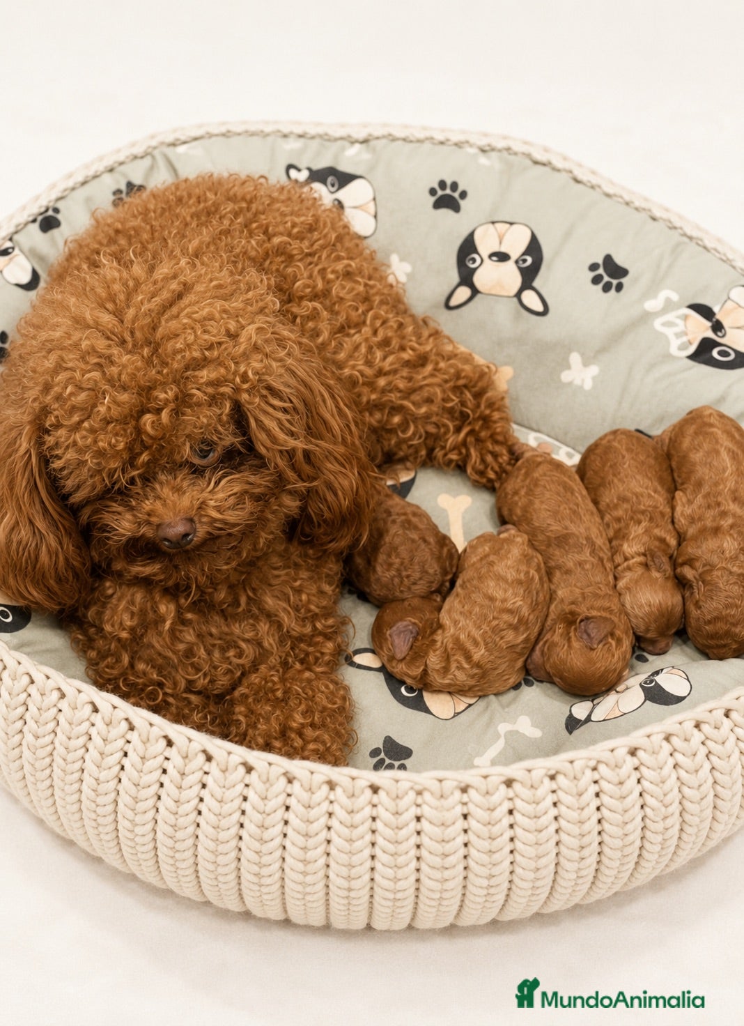 Caniche Toy perros MACHITO Y HEMBRA CANICHE MINITOY COREANO - Anuncio 3