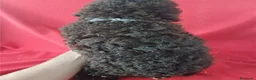 Perro de Agua Español perros en venta: Perro de Agua Español  - Anuncio 2