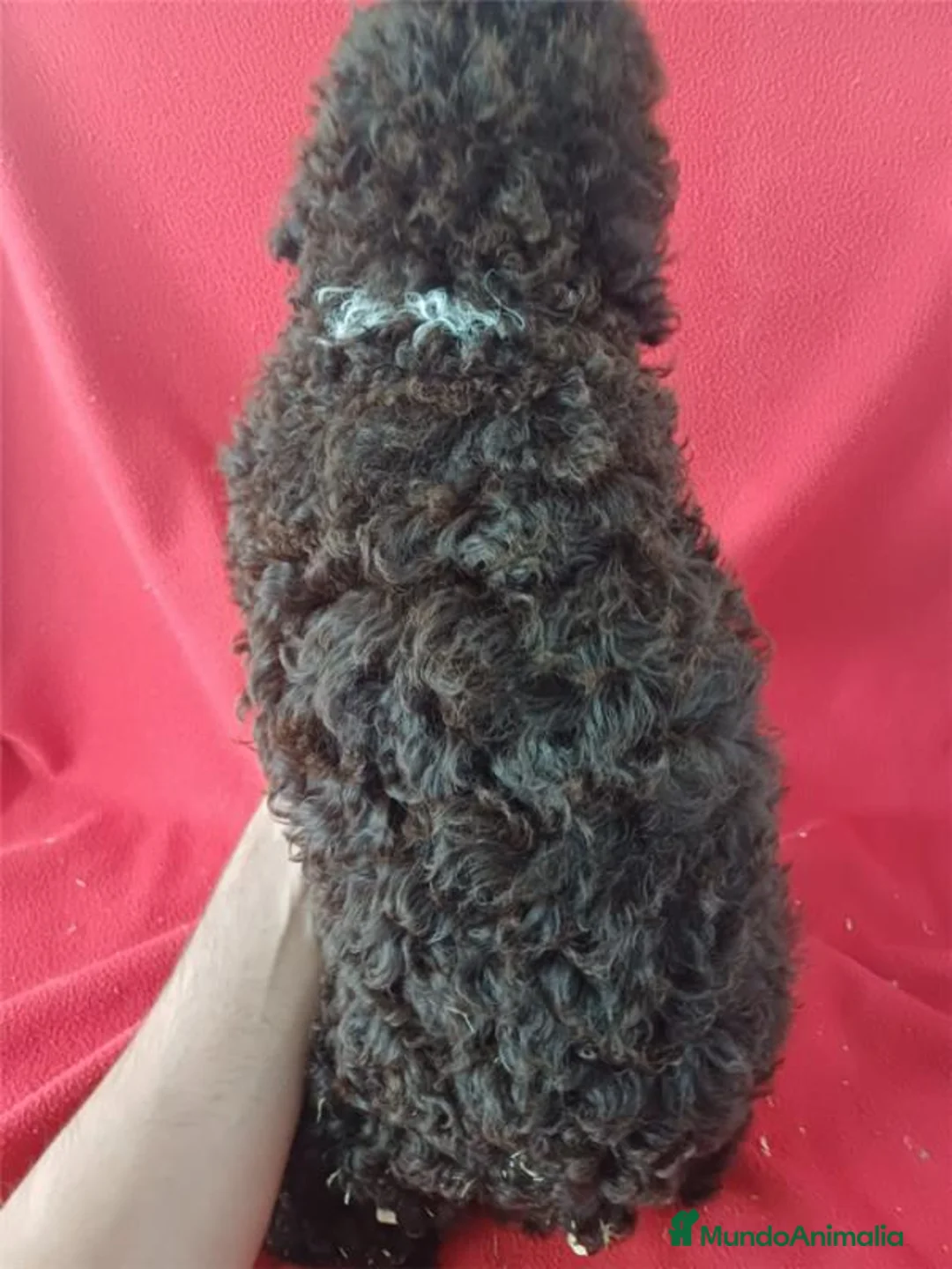 Perro de Agua Español perros en venta: Perro de Agua Español  - Anuncio 2