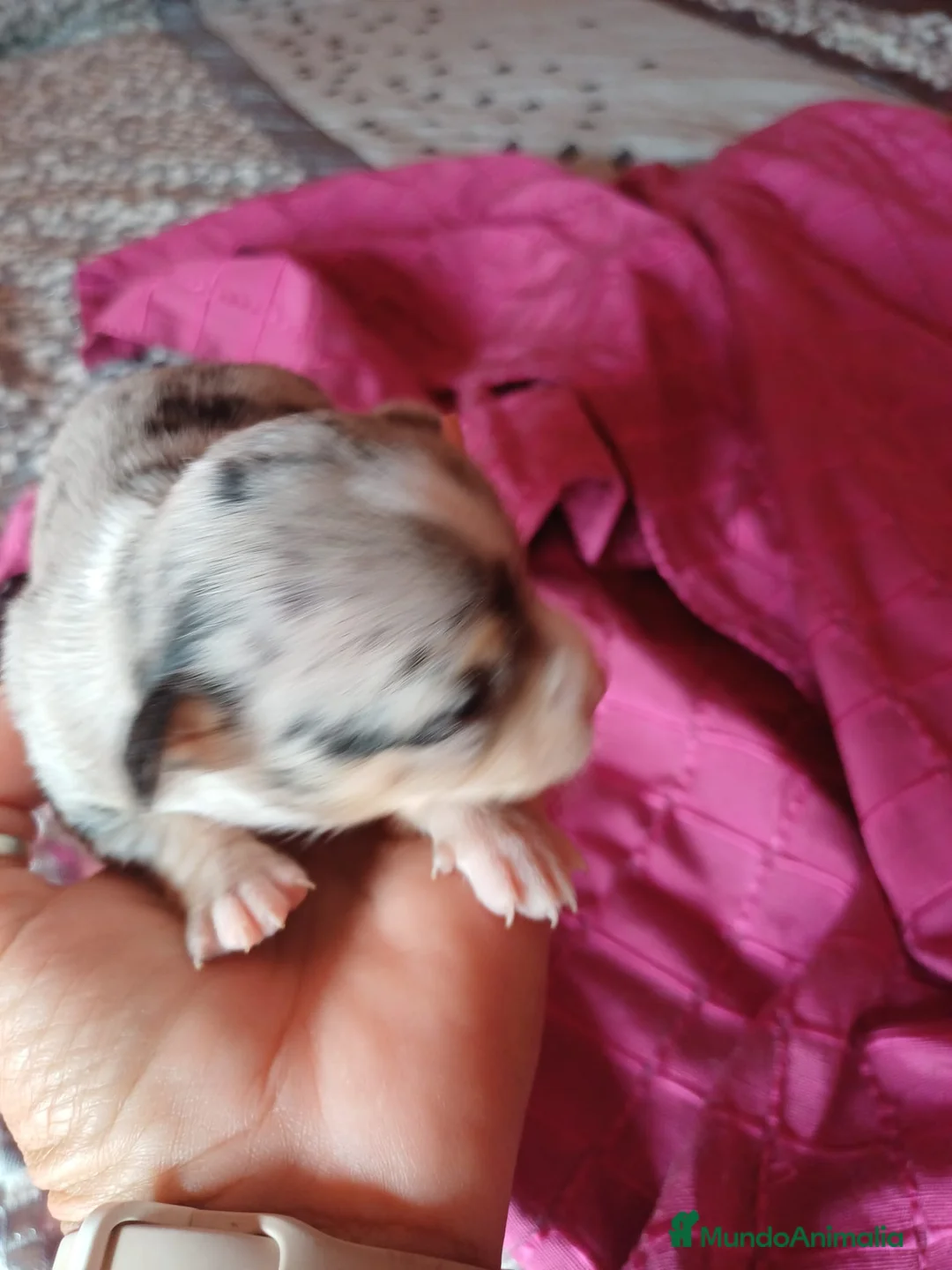 Chihuahua perros en venta: Hembra Chihuahua merle🐾 - Anuncio 2