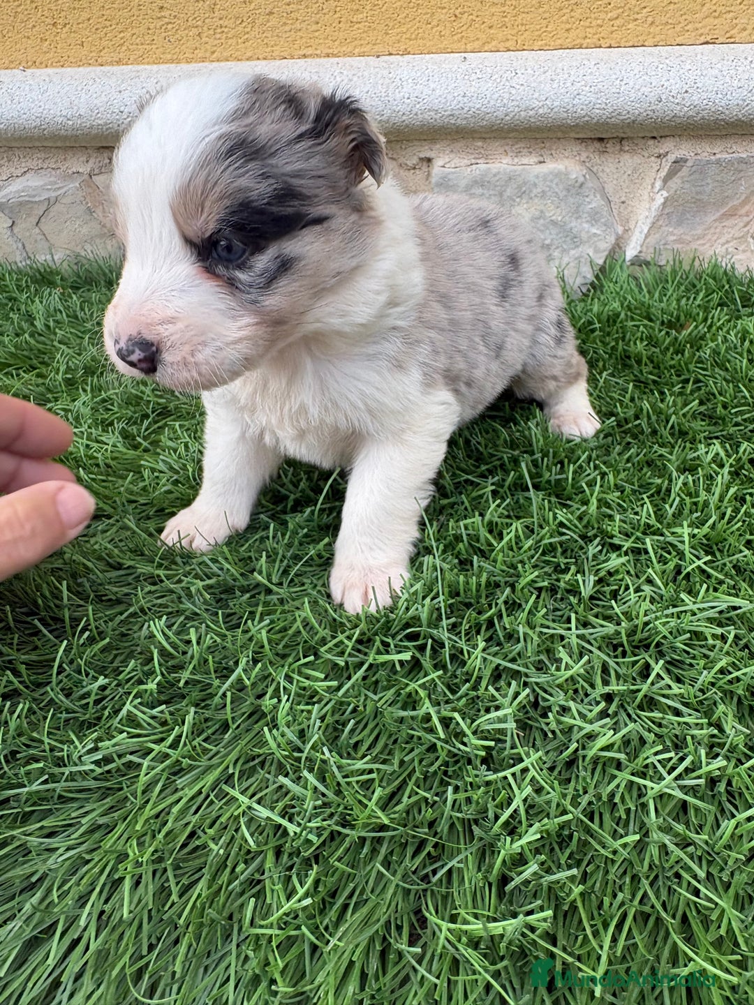 Border Collie perros en venta: Border Collie macho Merle precioso - Anuncio 4