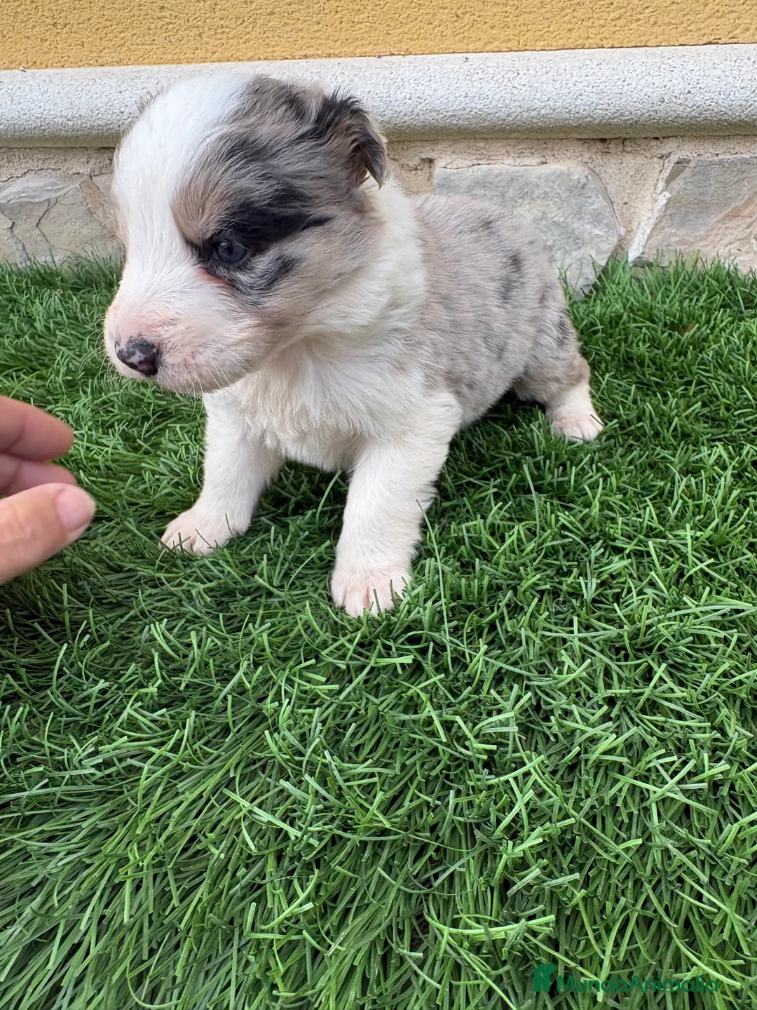 Border Collie perros en venta: Border Collie macho Merle precioso - Anuncio 4