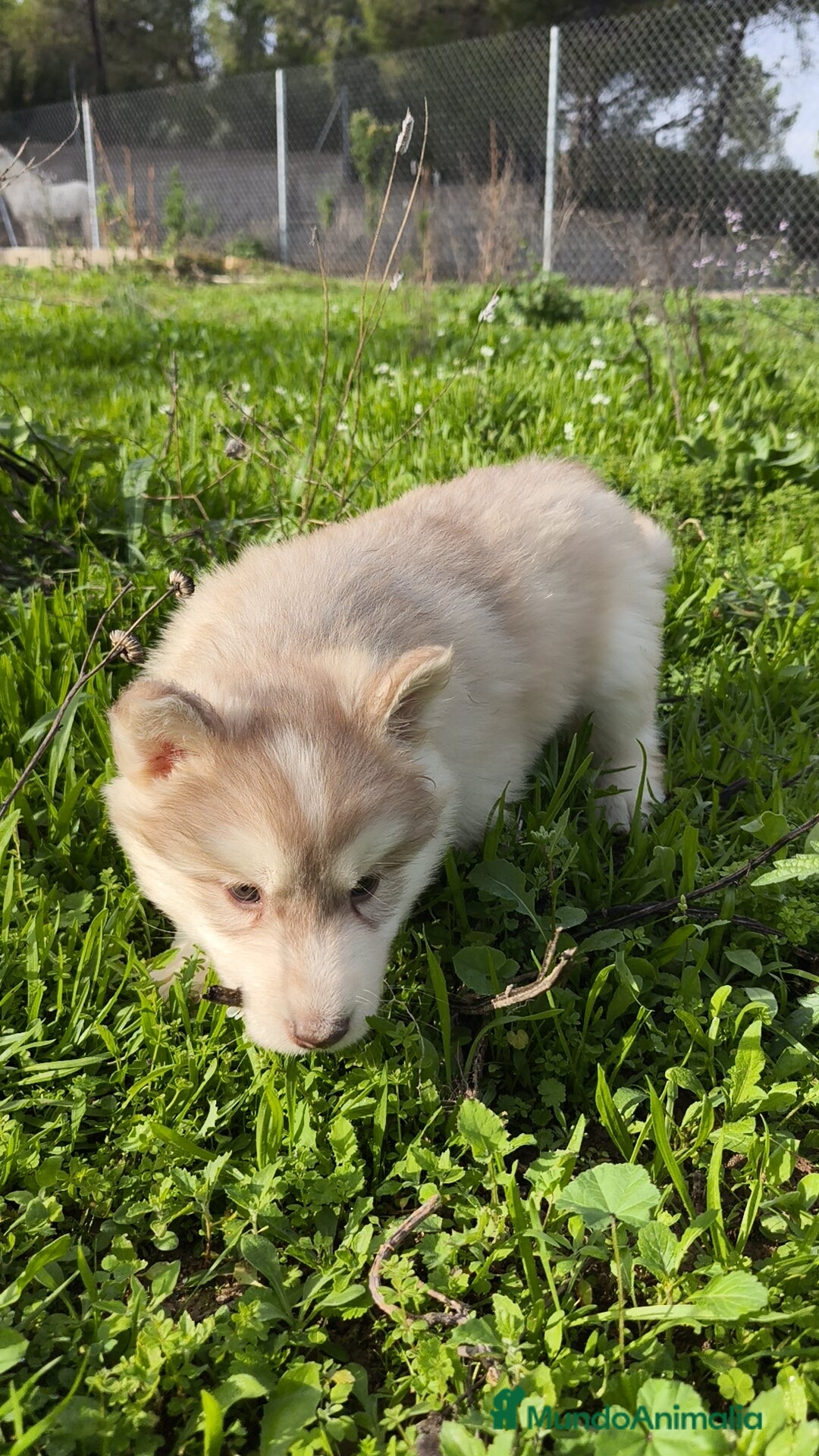 Husky Siberiano perros en venta: Machos Husky siberiano  - Imagen 6