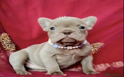 Bulldog Francés perros en venta: entra en nuestra web milcachorros.es - Imagen 12