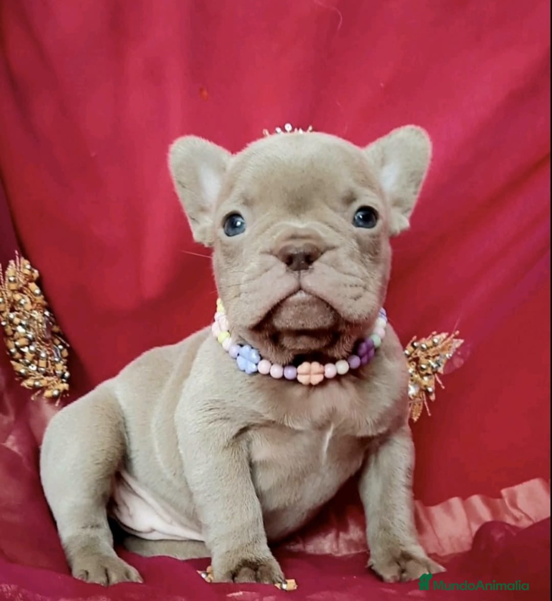 Bulldog Francés perros en venta: entra en nuestra web milcachorros.es - Imagen 12