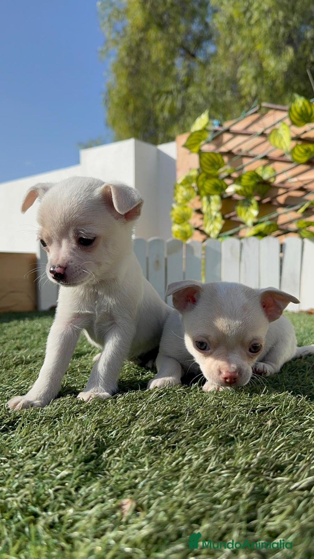 Chihuahua perros en venta: CHIHUAHUA MACHO - Anuncio 13