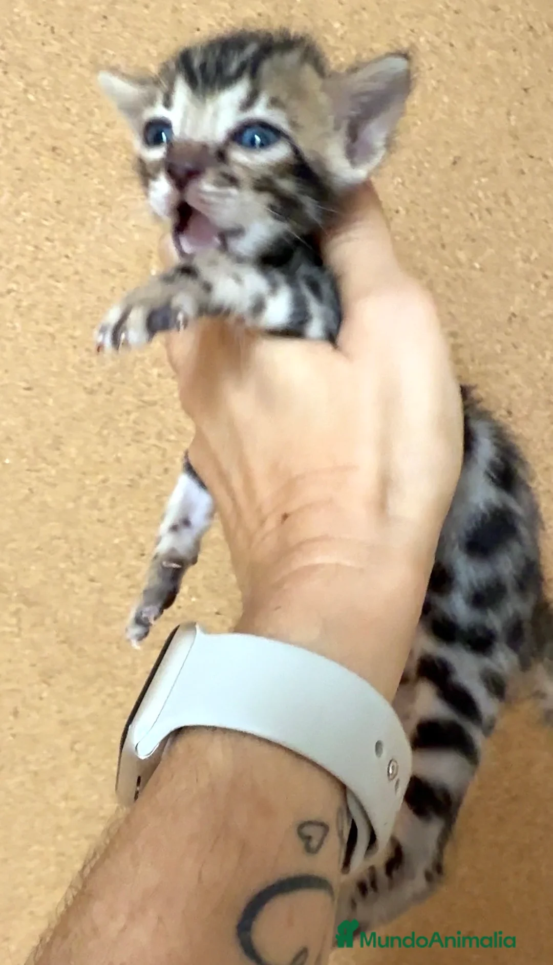 Bengalí gatos en venta: Bengali  - Anuncio 3