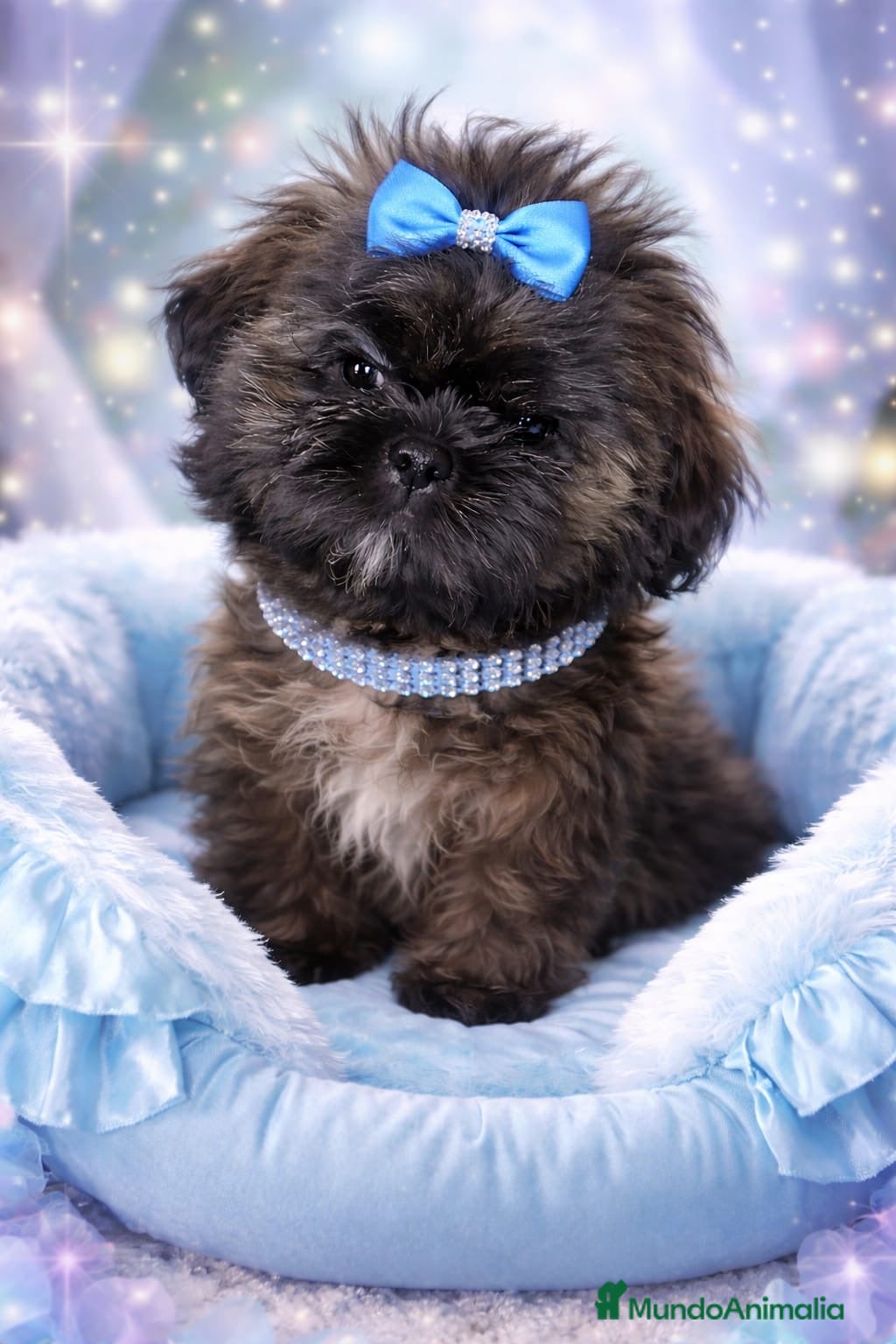 Shih Tzu perros Machito de shihtzu  - Anuncio 1