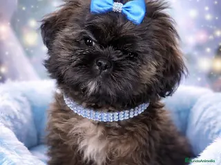 Shih Tzu perros Machito de shihtzu - Anuncio 1