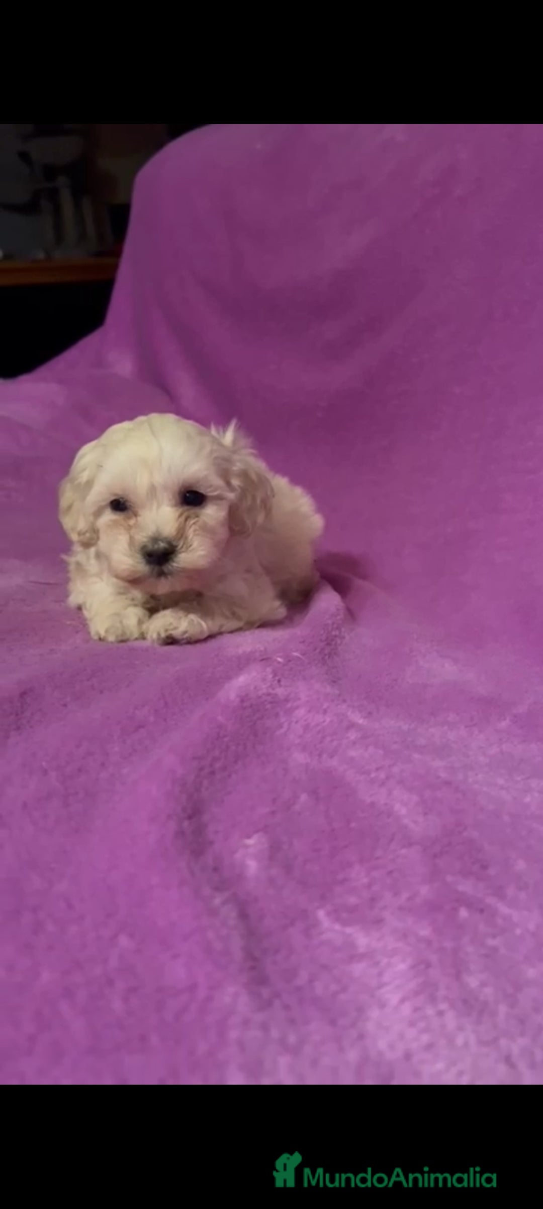 Maltipoo perros en venta: Maltipoo mini - Imagen 11