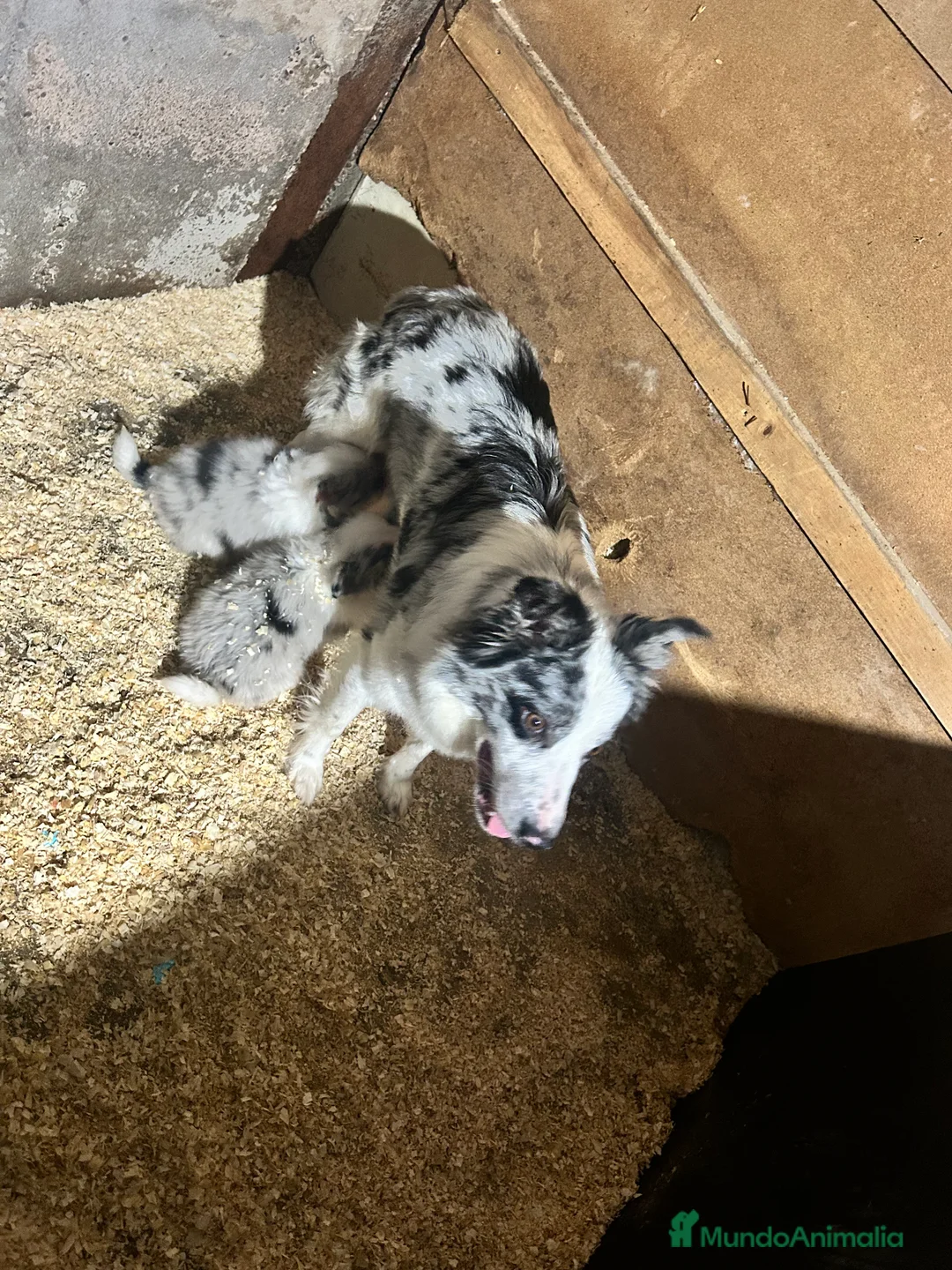 Border Collie perros en venta: Border collie  en La Rioja - Anuncio 17