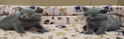 Británico de Pelo Corto Azul gatos en venta: British Shorthair  - Anuncio 3