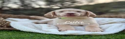 Labrador Retriever perros en venta: LABRADOR HEMBRA - Anuncio 1
