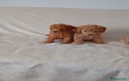 Caniche Toy perros en venta: Caniche toy  - Imagen 2