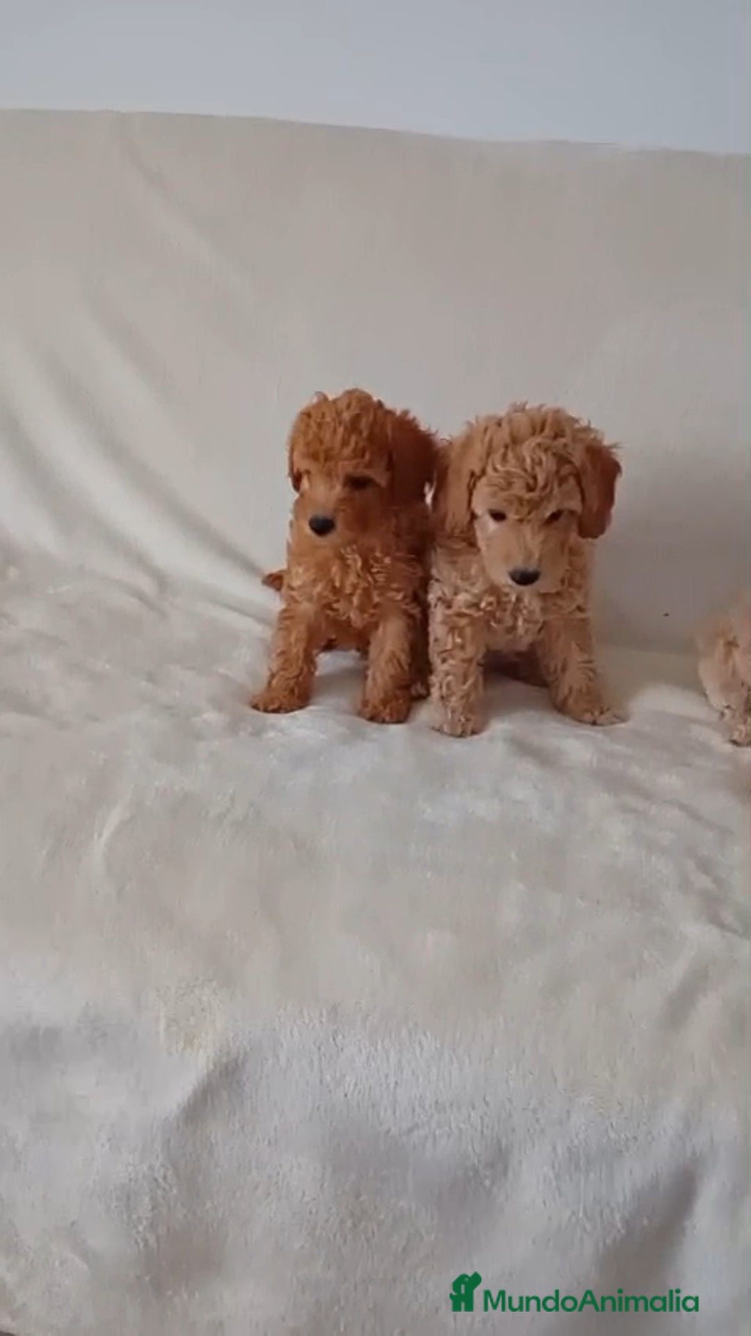 Caniche Toy perros en venta: Caniche toy  - Imagen 2