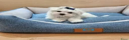 Bichón Maltés perros en venta: Bichón Maltés - Anuncio 1