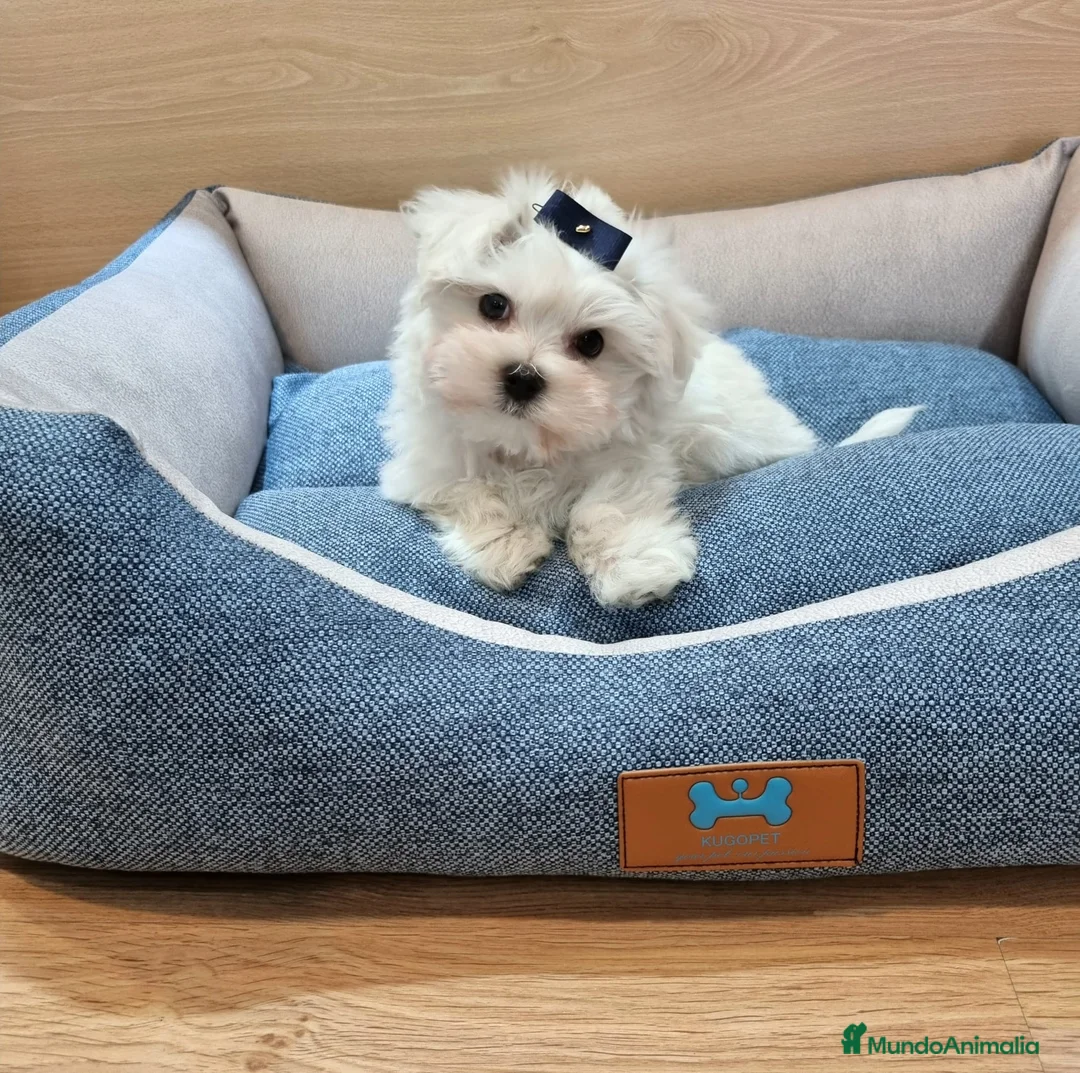 Bichón Maltés perros en venta: Bichón Maltés - Anuncio 1