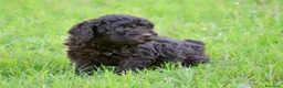 Perro de Agua Español perros en venta: CAMA DE PERRO DE AGUA ESPAÑOL  - Anuncio 14