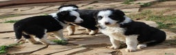 Border Collie perros en venta: Border collie standar  - Anuncio 5