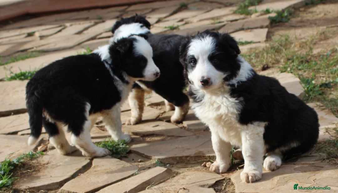 Border Collie perros en venta: Border collie standar  - Anuncio 5