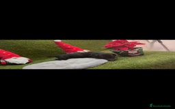 Teckel perros en venta: Teckel  - Anuncio 5