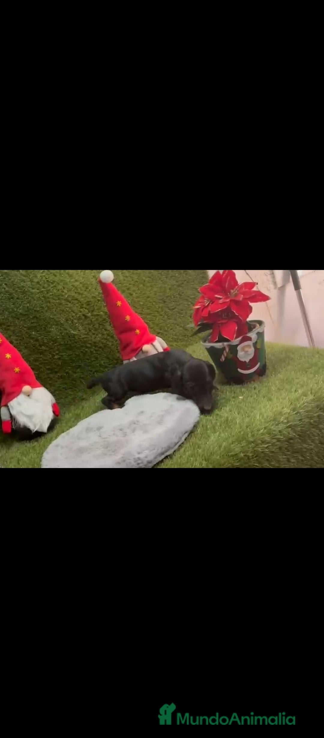 Teckel perros en venta: Teckel  - Anuncio 5