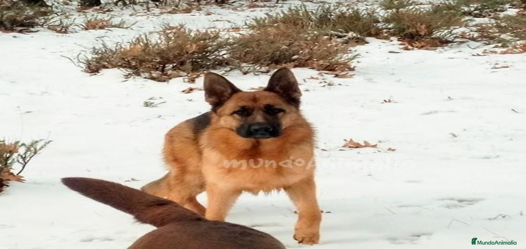 Imagen de galería {{count}}