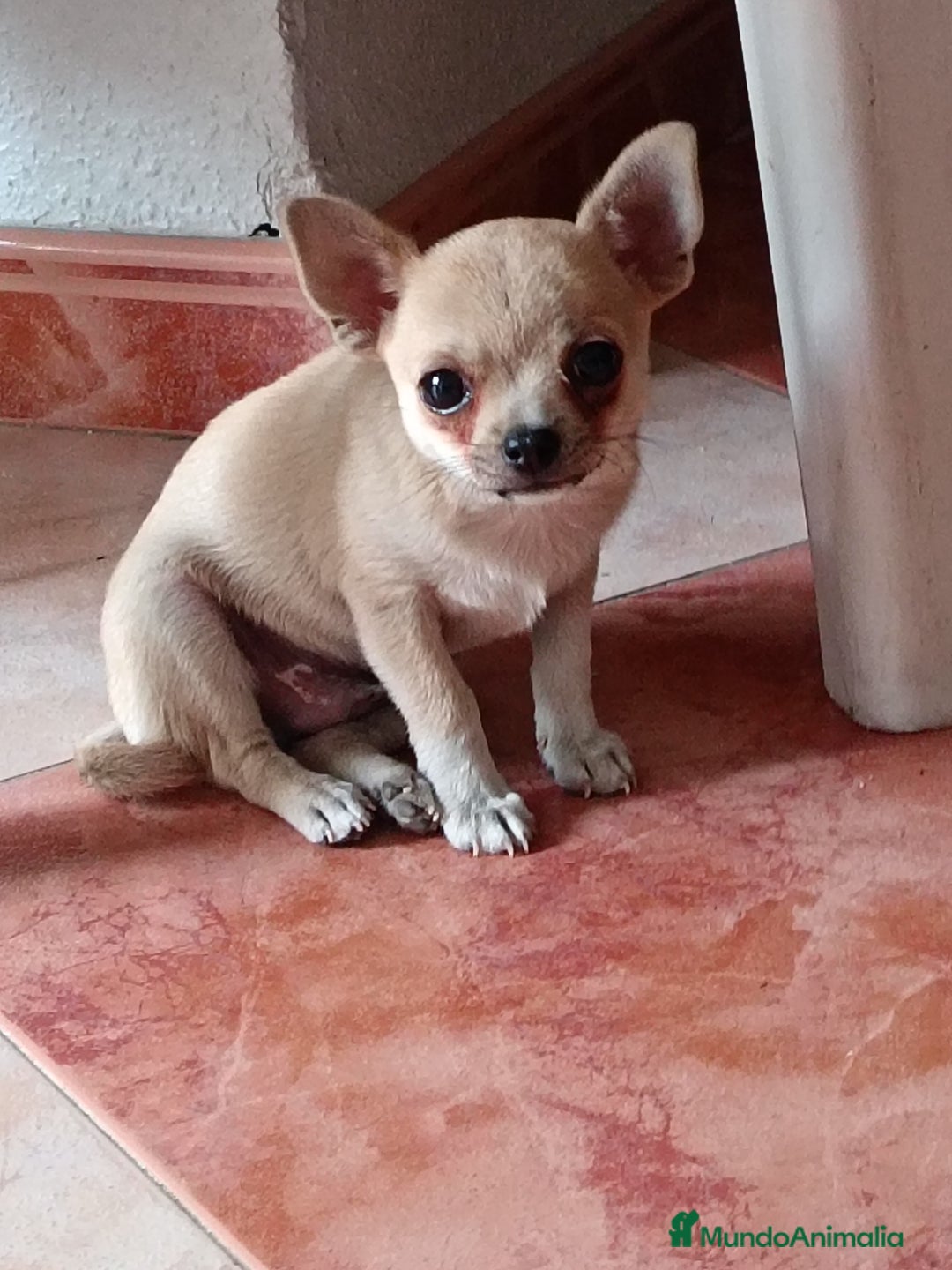 Chihuahua perros en venta: Chihuahua macho  - Imagen 2