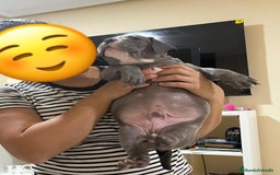 American Bully perros en venta: Cachorros de American Bully. - Imagen 5