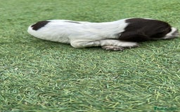 Cocker Spaniel Inglés perros en venta: Exclusivos 3 machos de cocker bicolor chocolate!! - Imagen 3