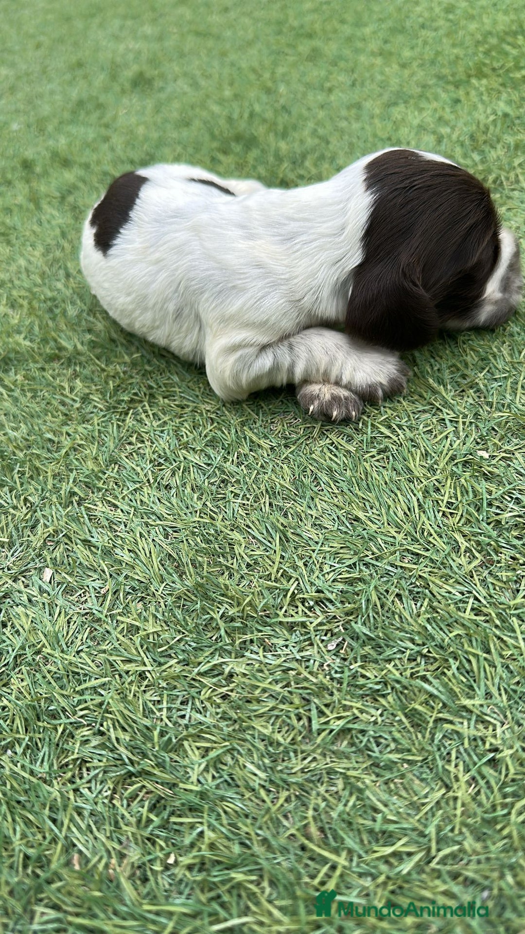 Cocker Spaniel Inglés perros en venta: Exclusivos 3 machos de cocker bicolor chocolate!! - Imagen 3