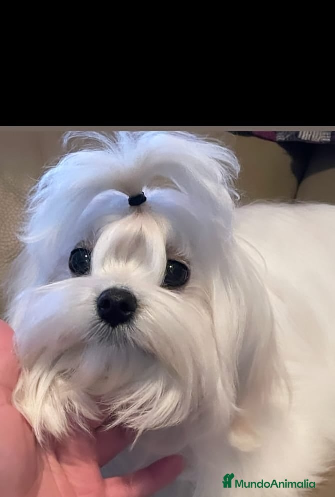 Bichón Maltés perros Macho bichón maltes toy asiático 100 x 💯 - Anuncio 10
