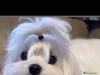 Bichón Maltés perros Macho bichón maltes toy asiático 100 x 💯 - Anuncio 14