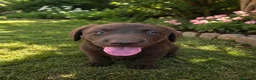 Labrador Retriever perros en venta: Cachorro de labrador retriever precio real - Anuncio 1
